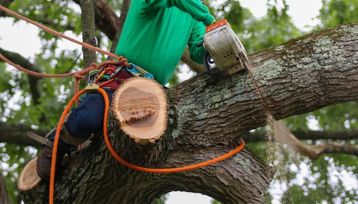 tree services ellicott city md