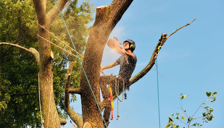 tree services ellicott city md