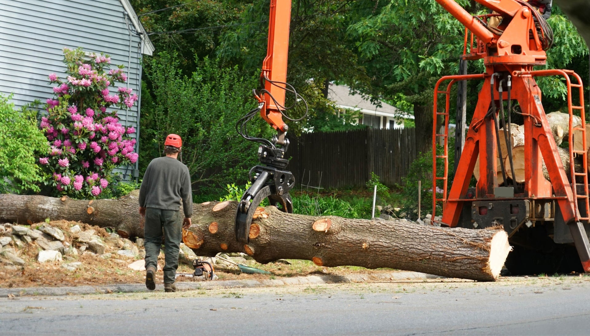 tree removal ellicott city