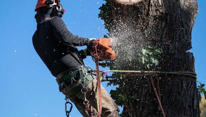 tree removal ellicott city