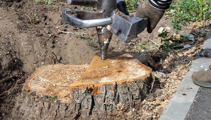 tree removal ellicott city